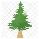 Poplar Fir Pine Icon