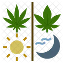 Cannabis Marihuana Sativa Icono