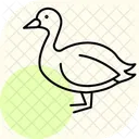 Coot Bird Water Icon