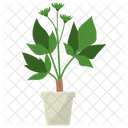 Coptis Potted Plant  Icon