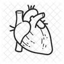Coracao Humano Orgaos Ícone