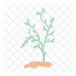 Coral  Icon