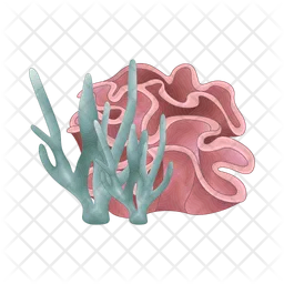 Coral  Icon