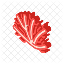 Coral  Icon