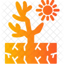 Coral  Icon