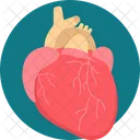 Corazon Humano Organo Icono