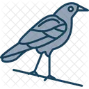 Corbeau Oiseau Voler Icon