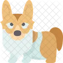 Corgi  Ícone