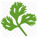 Coriander Green Vegetable Icon