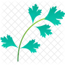 Coriander Coriander Leaf Food 아이콘