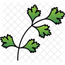 Coriander Coriander Leaf Food 아이콘