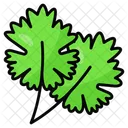 Coriander Parsley Leafy 아이콘