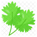 Coriander Parsley Leafy 아이콘
