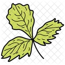Coriander Leaf  Icon