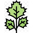 Coriander Leaf Coriander Leaf Icon