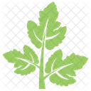 Coriander Leaf Icon