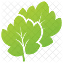 Coriander Leaves  Icon