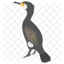 Cormorano  Icon