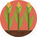 Corn Plant Harvest Icon