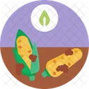 Bio Food And Agriculture Corn Organic Icon