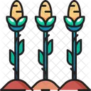Corn field  Icon