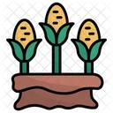 Corn  Icon