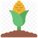 Corn Plant Agriculture Icon