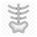 Anatomia Costillas Pelvis Icono