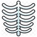 Cage Thoracique Cote Os Icon