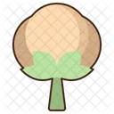 Cotton  Icon