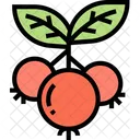 Cowberry Ripe Cowberry Ripe Icon