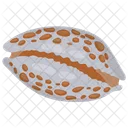 Cowrie Shell Sea Shell Ocean Decor Icon