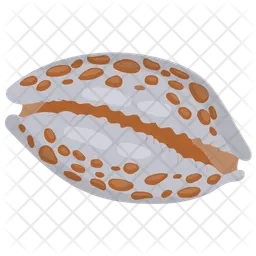 Cowrie shell  Icon