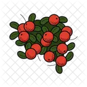 Cranberries Fruit Food Icon