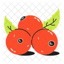 Oxycoccus Cranberries Fruit Icon