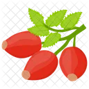 Cranberry Cranberry Fruit Berries Icon