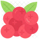 Cranberry Fruit Fresh Icon
