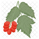 Cranberry Cranberry Fruit Berries Icon