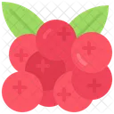 Cranberry Fruit Fresh Icon