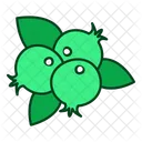 Cranberry Fruits Icon