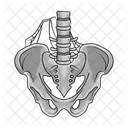Craneo Pelvis Hueso Icono