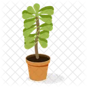 Indoor Plant Ornamental Plant Houseplant Decoration Icon