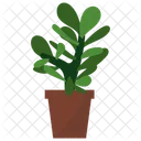 Crassula Potted Plant  Icon