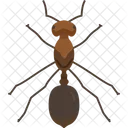 Bug Crawl Ant Icon