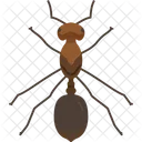 Bug Crawl Ant Icon