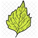 Crenate Leaf Leaf Foliage Icon