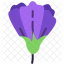 Crocus Crocus Flower Blooming Icon