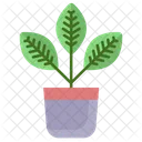 Croton Plant Croton Pot Croton Icon