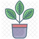 Croton Plant  Icon