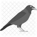 Crow Raven Jackdaw Icon